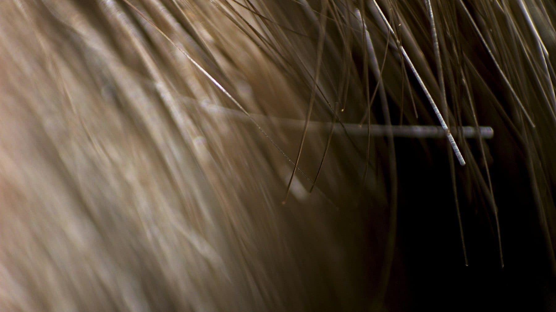 Macro de cabello